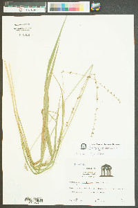 Chasmanthium sessiliflorum image