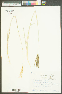 Eustachys petraea image