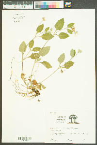 Chrysogonum virginianum var. virginianum image