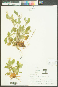 Chrysogonum virginianum var. virginianum image