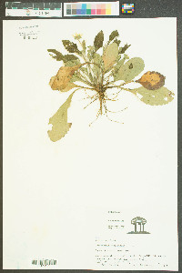 Chrysogonum virginianum image