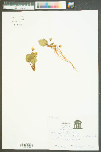 Viola rotundifolia image