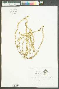 Veronicastrum virginicum image