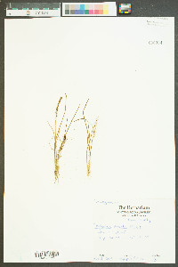 Triglochin striata image