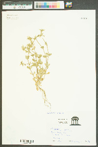 Stellaria alsine image