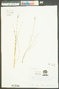 Sisyrinchium capillare image