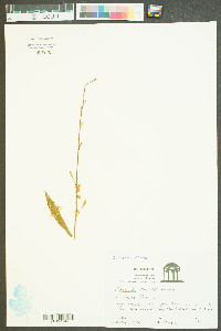 Cuscuta coryli image