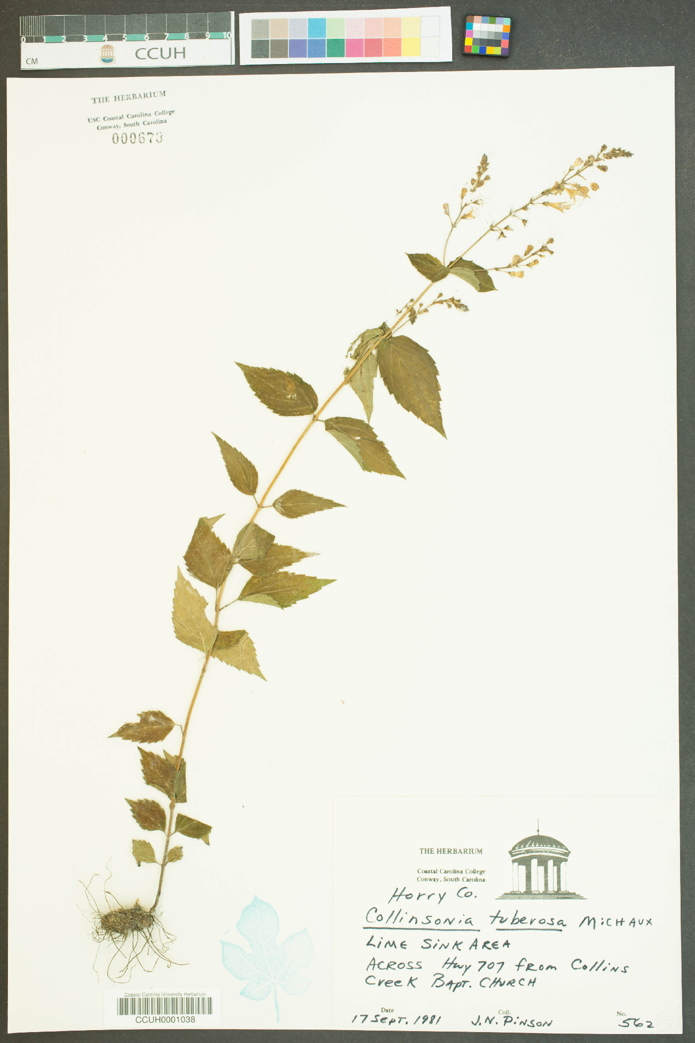 Collinsonia tuberosa image