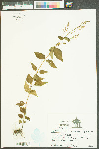 Collinsonia tuberosa image