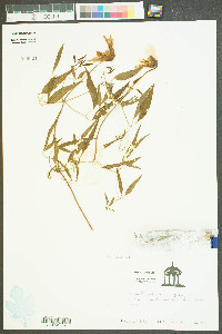 Clematis ochroleuca image