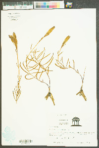 Gentiana autumnalis image