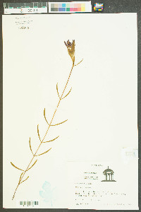 Gentiana autumnalis image