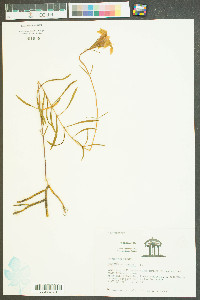 Gentiana autumnalis image