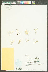 Fimbristylis perpusilla image