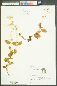 Eupatorium recurvans image