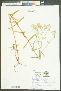 Eupatorium recurvans image