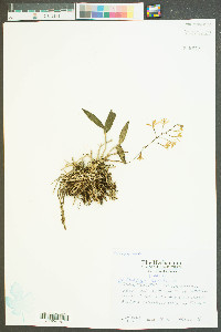 Epidendrum conopseum image