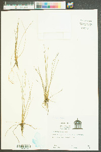 Eleocharis albida image