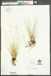 Eleocharis vivipara image