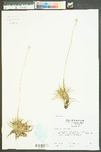 Eriocaulon texense image