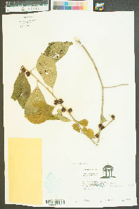 Ilex amelanchier image