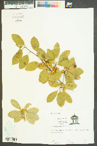 Ilex amelanchier image