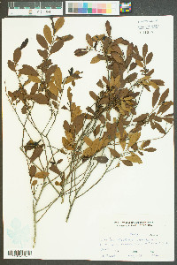 Ilex laevigata image