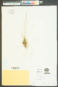 Lachnocaulon beyrichianum image