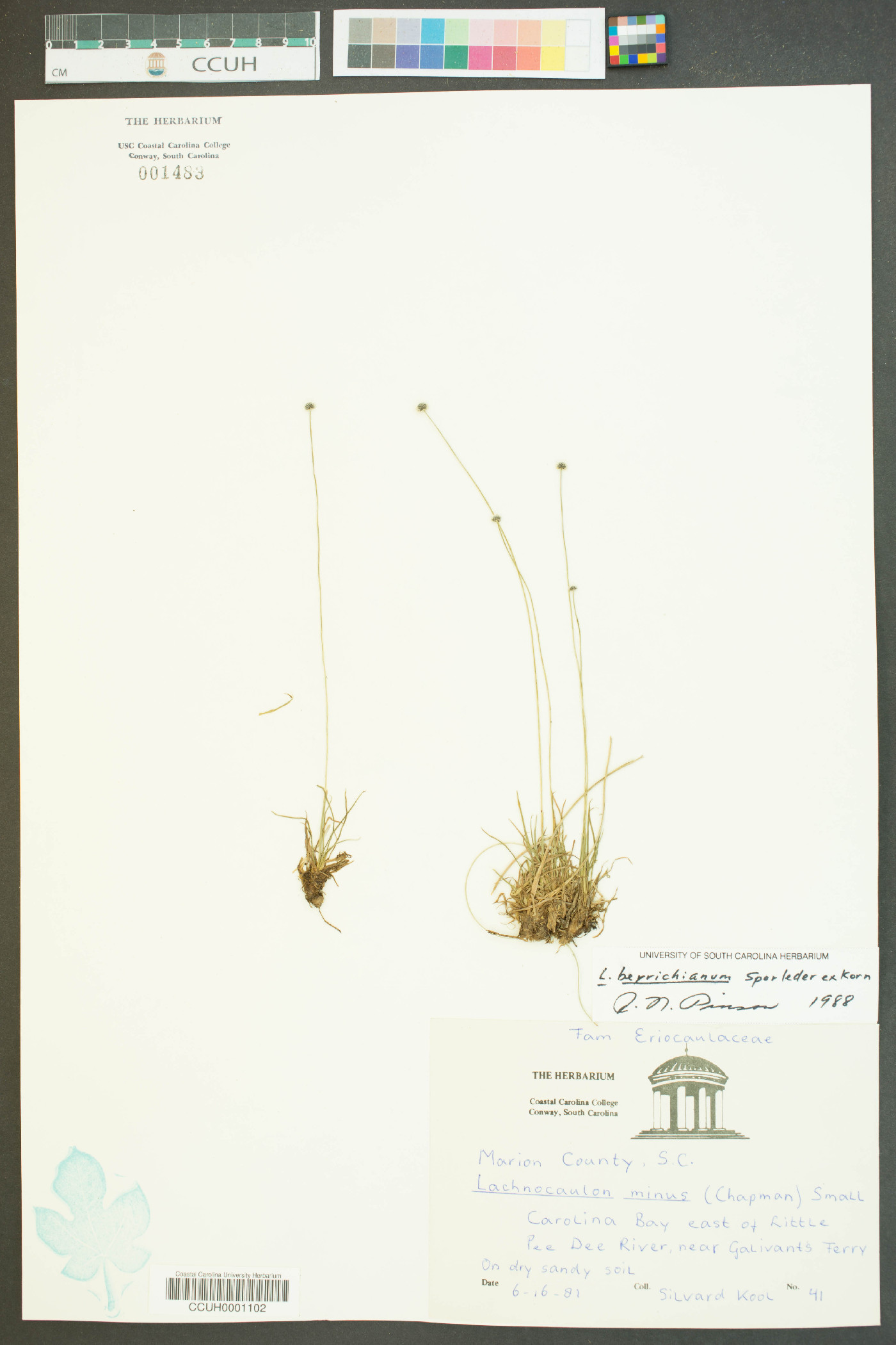 Lachnocaulon beyrichianum image