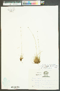 Lachnocaulon beyrichianum image