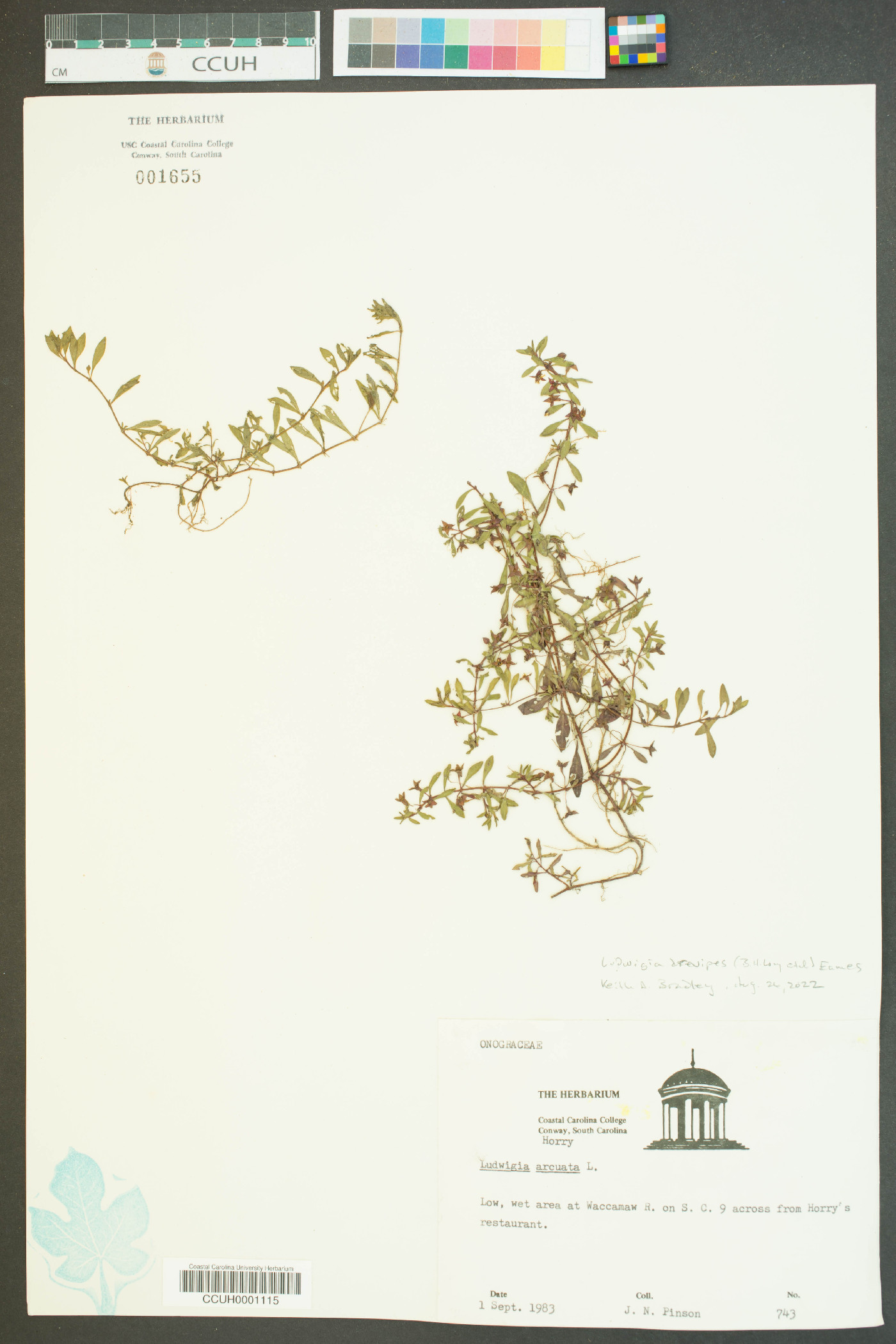 Ludwigia brevipes image