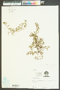 Ludwigia brevipes image