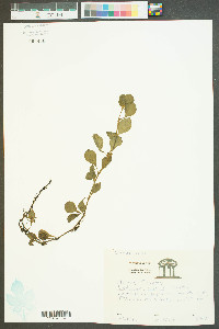 Ludwigia repens image