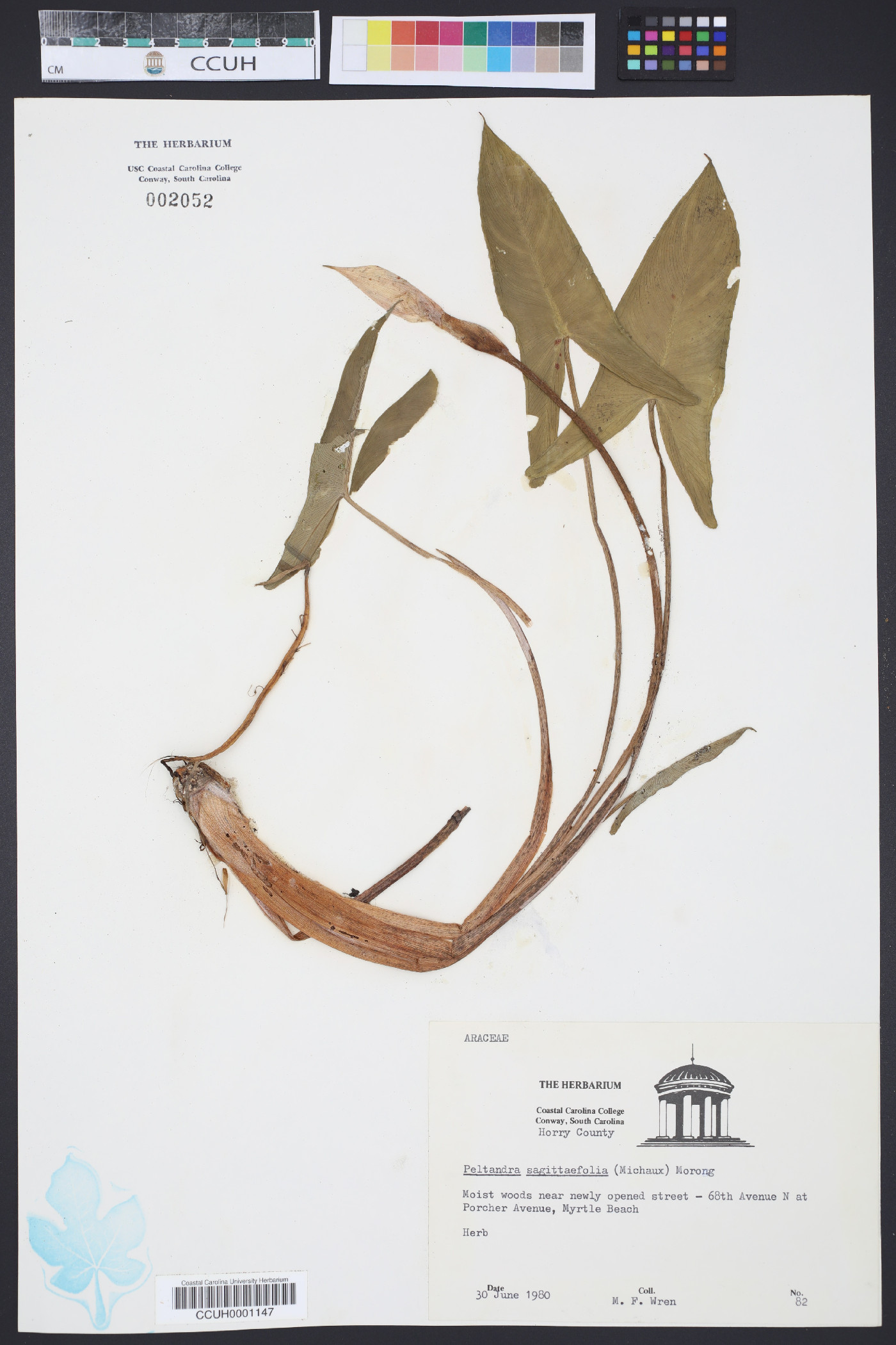 Peltandra sagittifolia image
