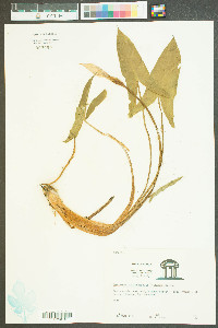 Peltandra sagittifolia image