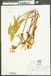 Peltandra sagittifolia image