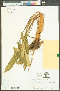 Peltandra sagittifolia image