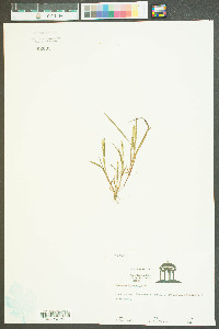 Paspalum dissectum image