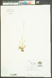 Paspalum dissectum image