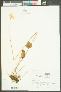 Parnassia caroliniana image