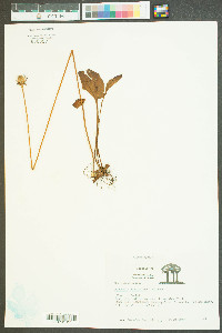 Parnassia caroliniana image