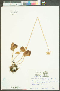 Parnassia caroliniana image