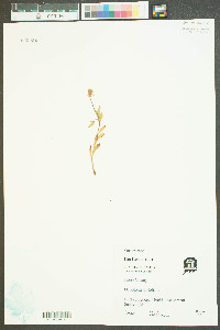 Oenothera linifolia image