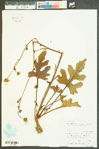 Silphium terebinthinaceum image