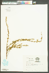 Spiraea tomentosa image