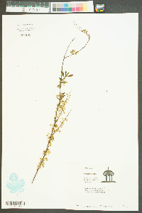 Spiraea tomentosa image