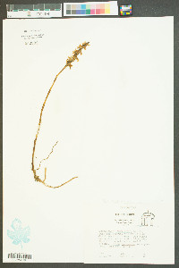 Spiranthes longilabris image