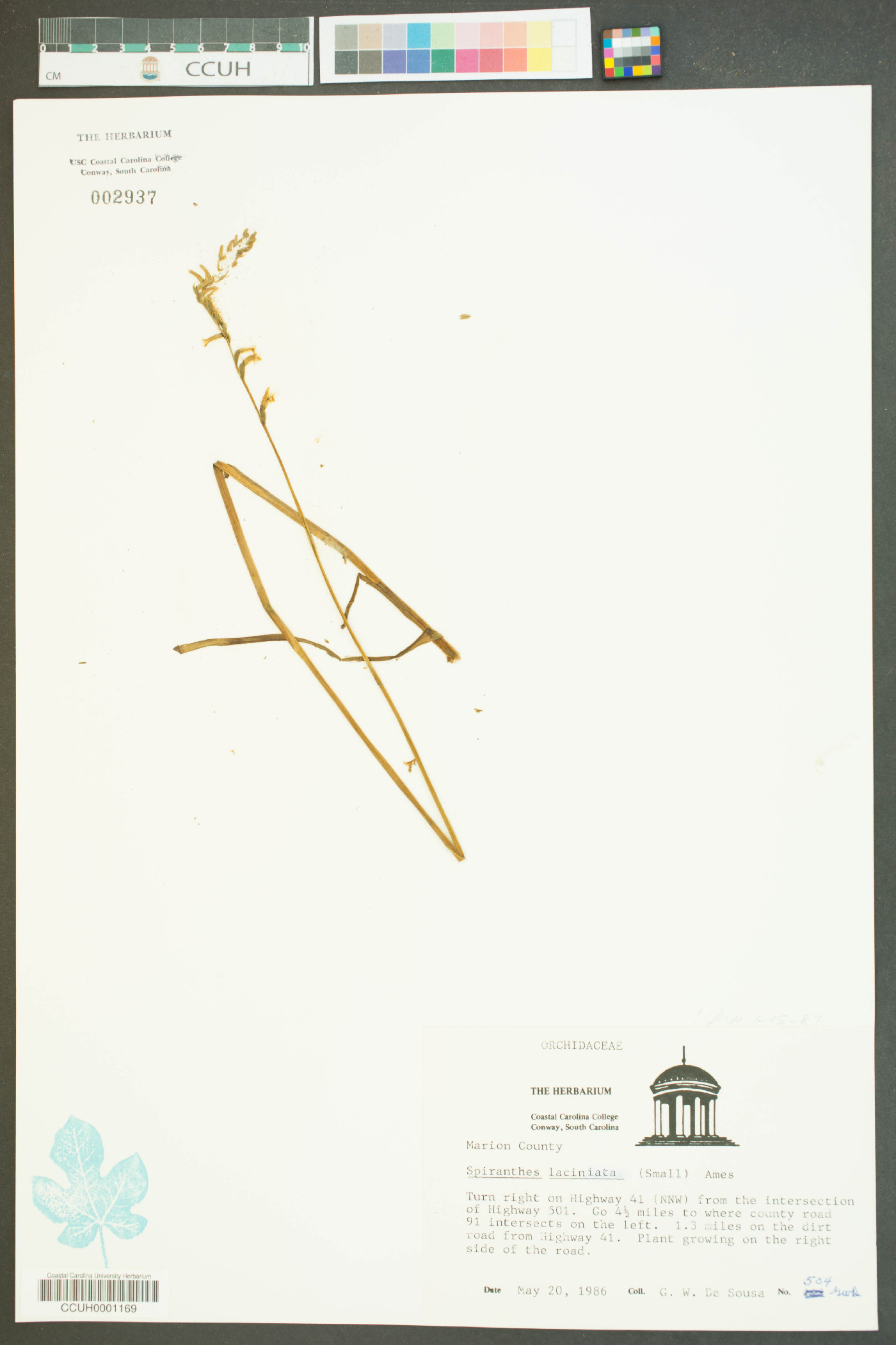 Spiranthes laciniata image