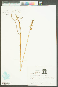 Spiranthes laciniata image