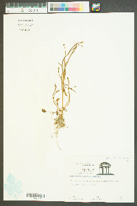 Ranunculus laxicaulis image